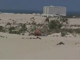アジアの猫は恋人と一緒に楽しいです 鈴木 一徹 abc